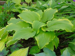 Хоста One Last Dance (Hosta «Уан Ласт Дэнс»)
