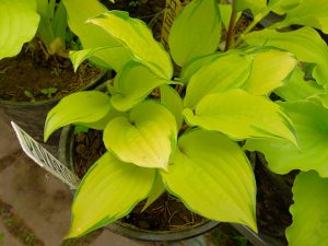 Хоста «Парадайз Айленд» (Hosta ‘Paradise Island’)