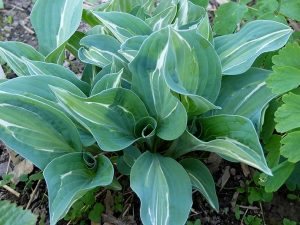 Хоста «Эротика» (Hosta ‘Erotica’)