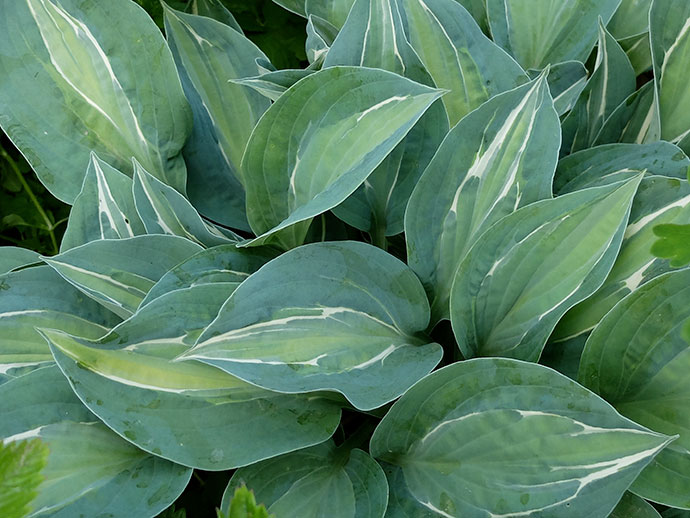 Хоста Erotica листва крупным планом с белой разделительной линией © blumgarden.ru