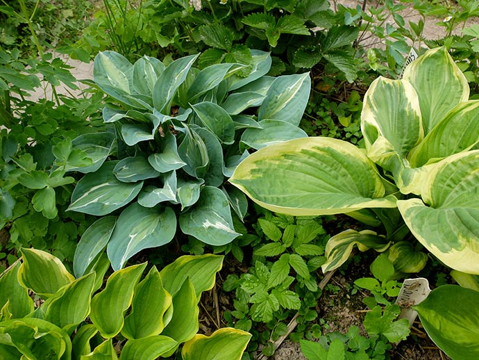 Хоста «Эротика» в цветнике с хостами Диана Ремемберед, Голден Тиара © blumgarden.ru