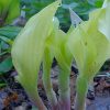 Хоста Spring Ghost весной © blumgarden.ru
