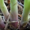 Хоста Spring Ghost — розовые черешки © blumgarden.ru