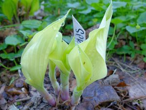 Хоста Spring Chost (Весенний Призрак) светло-кремовая весной © Blumgarden.ru