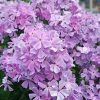 Флокс Незабудка утром © blumgarden.ru