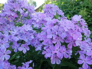 Флокс метельчатый «Незабудка» (Phlox Paniculata)