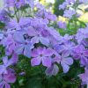 Флокс сиреневый «Незабудка» © blumgarden.ru