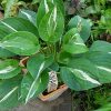 Хоста «Снейк Айз» в июне (Hosta Snake Eyes) © blumgarden.ru