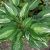 Хоста Змеиные Глаза (Hosta Snake Eyes) © blumgarden.ru