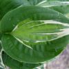 Лист хосты Змеиные Глаза (Hosta Snake Eyes) © blumgarden.ru