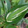 Рисунок на листе хосты Змеиные Глаза (Hosta Snake Eyes) © blumgarden.ru