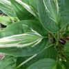 Хоста «Снейк Айз» (Hosta Snake Eyes) в августе © blumgarden.ru