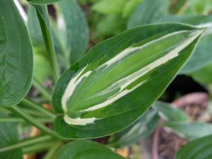 Рисунок на листе хосты Змеиные Глаза (Hosta Snake Eyes) © Blumgarden.ru