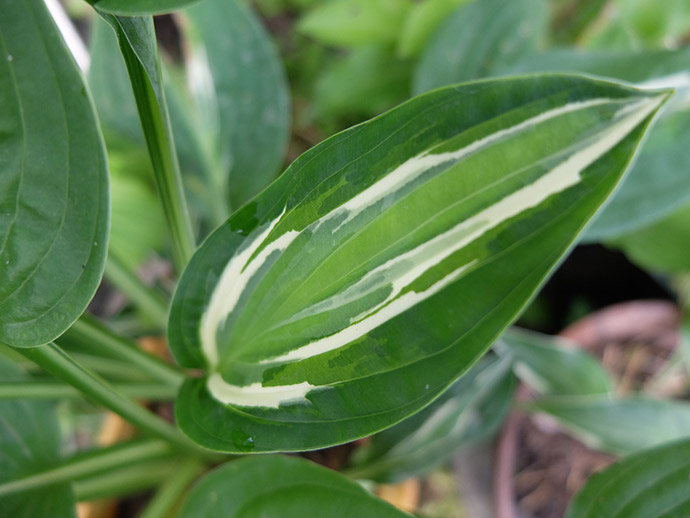 Рисунок на листе хосты Змеиные Глаза (Hosta Snake Eyes) © blumgarden.ru