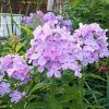 Флоксы «Незабудка» в цветнике © blumgarden.ru