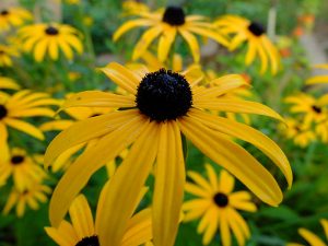 Рудбекия многолетняя (Rudbeckia Fulgida)