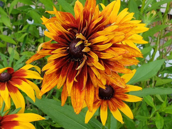 Рудбекия Хирта (Rudbeckia Hirta) © blumgarden.ru