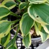 Хоста Гранд Приз (Hosta Grand Prize) © blumgarden.ru
