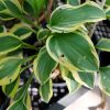 Хоста «Гран Приз» (Hosta Grand Prize) © blumgarden.ru