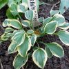 Хоста «Гран Приз» (Hosta Grand Prize) © blumgarden.ru