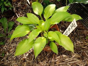 Хоста «Пат оф Голд» (Hosta ‘Pot Of Gold’)