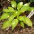 Хоста Пат оф Голд (Hosta Pot of Gold) © blumgarden.ru