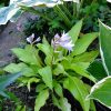 Хоста Pot of Gold цветет лиловыми колокольчиками © blumgarden.ru