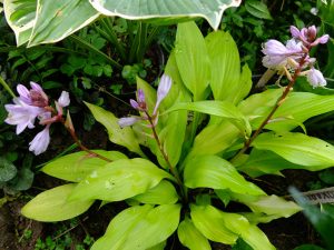 Хоста «Пат оф Голд» (Hosta ‘Pot Of Gold’)