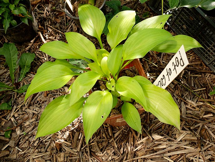 Хоста «Пат оф Голд» (Hosta ‘Pot of Gold’)