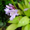 Лиловый цветок хосты Pot of Gold крупным планом © blumgarden.ru