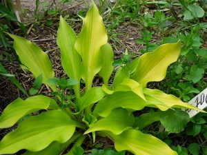 Хоста «Пат оф Голд» (Hosta ‘Pot Of Gold’)