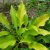Хоста Пат оф Голд (Hosta Pot of Gold) © blumgarden.ru