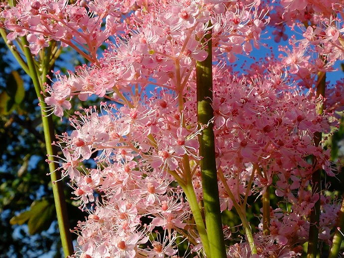 Лабазник (Filipendula) © blumgarden.ru