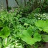 Герань Самобор в тенистом цветнике © blumgarden.ru