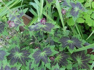 Герань темная «Самобор» (Geranium Phaeum ‘Samobor’)