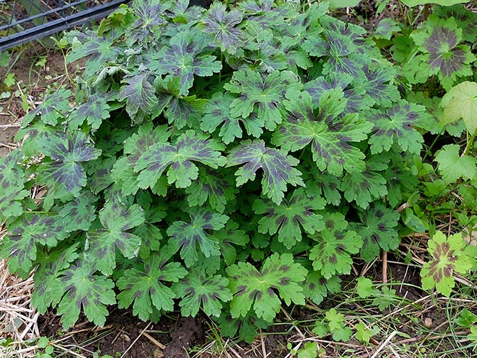 Куст герани Самобор в мае © blumgarden.ru