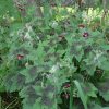 Герань темная «Самобор» (Geranium Phaeum Samobor) © blumgarden.ru