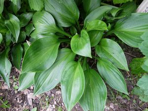 Хоста «Одержимость» (Hosta Obsession)