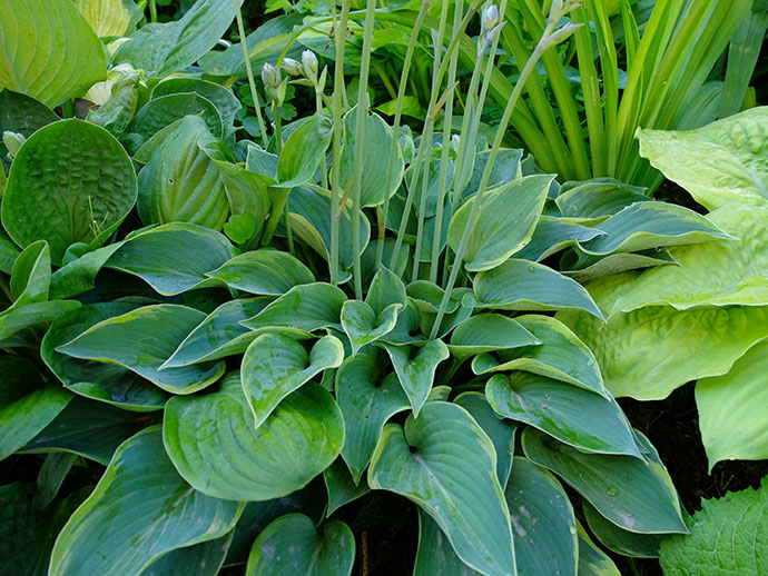 Взрослый куст хосты Toy Soldier в ландшафтном дизайне сада © blumgarden.ru