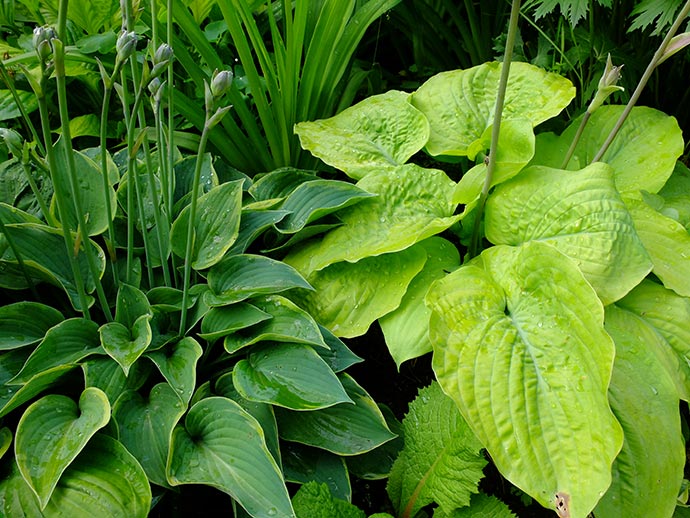 Хоста голубая Toy Soldier и хоста желтая Corn Muffins © blumgarden.ru