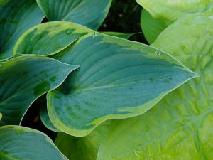 Хоста Toy Soldier синий лист с желтой каймой крупным планом © Blumgarden.ru