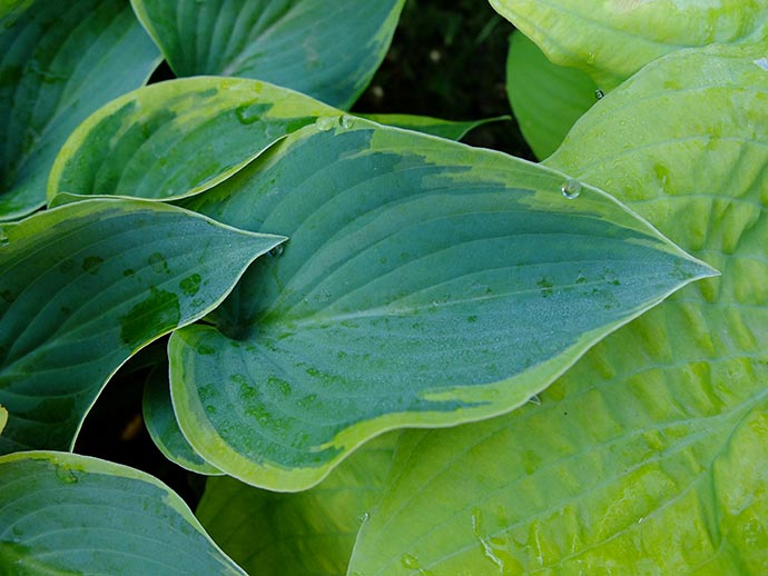 Хоста Toy Soldier синий лист с желтой каймой крупным планом © blumgarden.ru