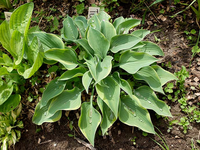 Хоста Toy Soldier весной © blumgarden.ru