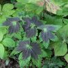 Герань темная «Самобор» (Geranium phaeum 'Samobor') — изображение 5