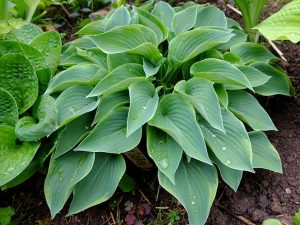 Хоста «Той Солдже» (Hosta Toy Soldier)