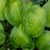 Хоста «Адорабле» (Hosta Adorable) © blumgarden.ru