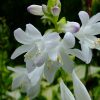 Белые цветы хосты «Адорабле» © blumgarden.ru