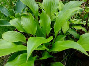 Hosta Drama Queen © Blumgarden.ru