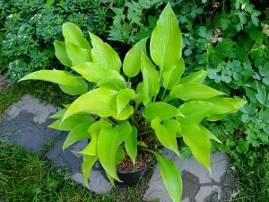 Хоста «Холар Ерли Дейс» (Hosta Holar Early Days)