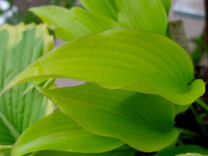 Хоста «Холар Ерли Дейс» (Hosta Holar Early Days)